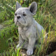 Franse Bulldog Tuindecoratie – Decoratie voor Tuin en Interieur