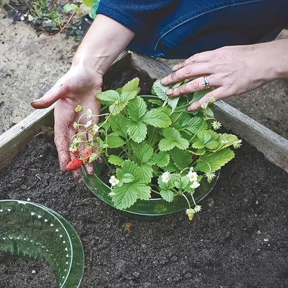 Plantbeschermers Tegen Slakken – Milieu- & Diervriendelijke Oplossing!