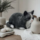 Beeld Kat Zwart-Wit – Perfecte Decoratie voor Tuin, Balkon of Woonkamer